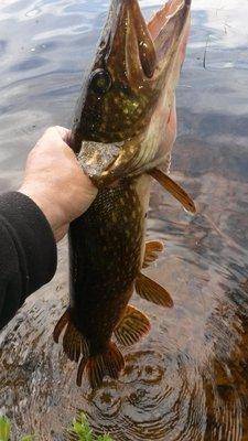 Джерки рулят! 17 мая 2018 033.jpg