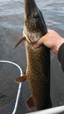 Джерки рулят! 17 мая 2018 060.jpg