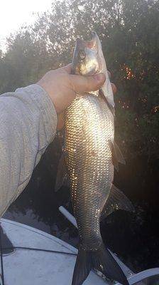 2018-05-14 20.44.53.jpg