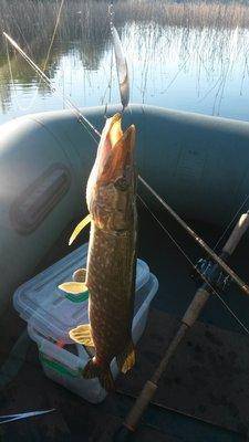 Боровно 22 мая 2018 002.jpg