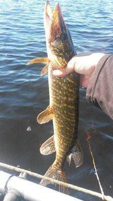 Родные пенаты 26 мая 2018 003.jpg