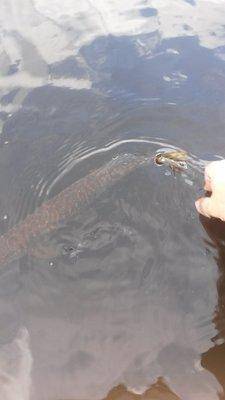 Джерки рулят! 17 мая 2018 019.jpg