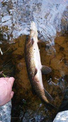 Джерки рулят! 17 мая 2018 032.jpg