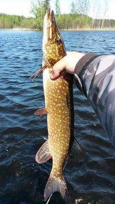 Джерковые Покидушки 18-20 мая 2018 010.jpg