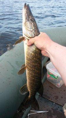 Боровно 22 мая 2018 005.jpg