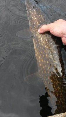 Джерки рулят! 17 мая 2018 065.jpg