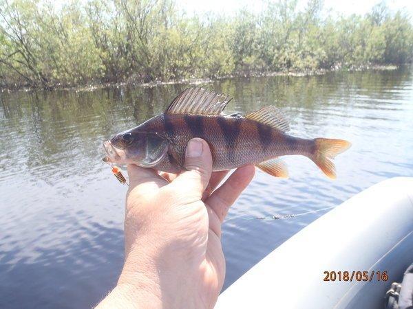 щачий 7езон 001.JPG