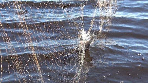 C0170.MP4_snapshot_00_38.thumb.jpg.5d9b0