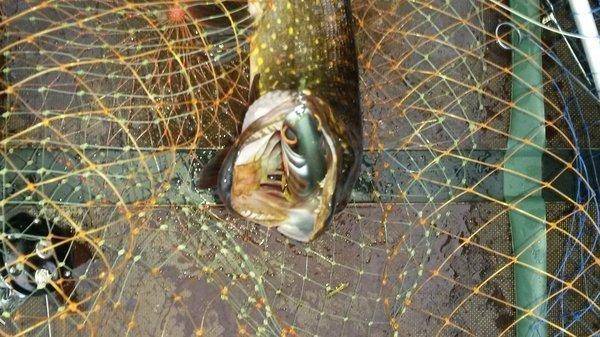 Гуппи рулит! 007.jpg