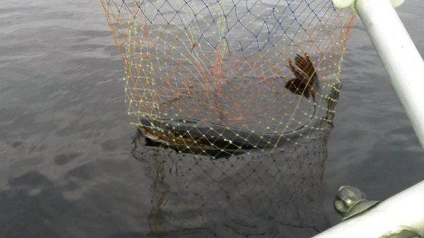 Гуппи рулит! 004.jpg