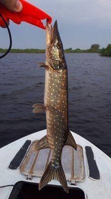 2018-06-12 05.54.38.jpg