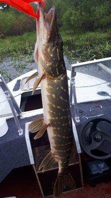 2018-06-12 08.54.31.jpg