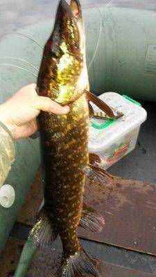 Гуппи рулит! 009.jpg