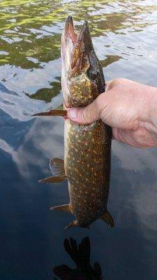 Джерки рулят! 3 июня 2018 003.jpg