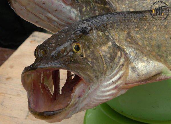 Порыбалки 1 (109 of 1).jpg