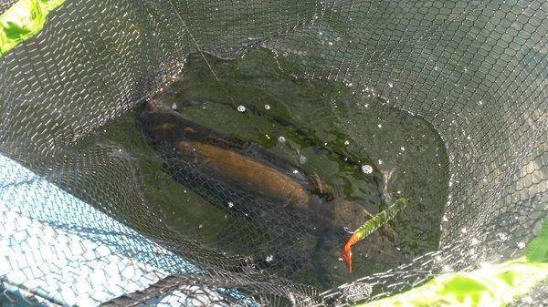 Джерк-Фест в Белоруссии 2018 012-2.jpg