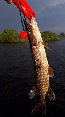 2018-06-12 06.15.06.jpg