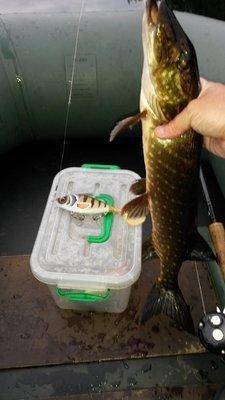 Гуппи рулит! 002.jpg