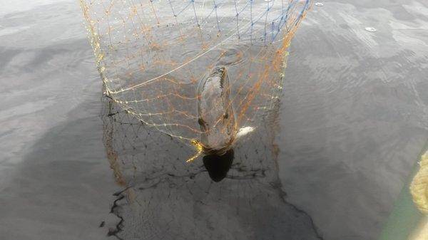 Вечерка 24 июля 2018 001.jpg