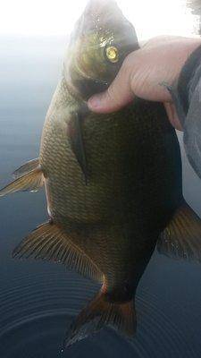 На лещах 10-12 августа 2018 014.jpg