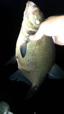 Вечерка на лещах 16августа 2018 006.jpg