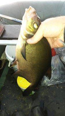 На лещах 10-12 августа 2018 005.jpg