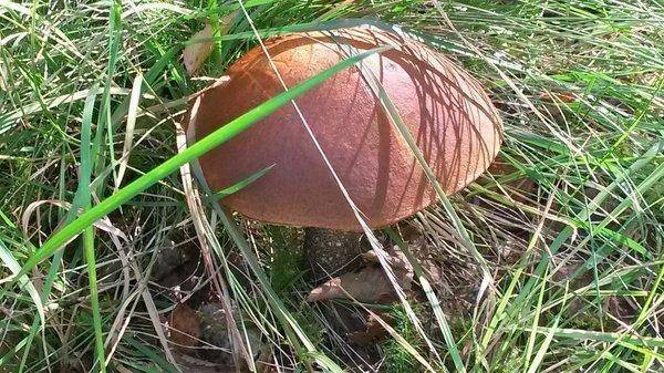 Первые грибы 2018, 18 августа 001.jpg