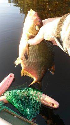 На лещах 10-12 августа 2018 009.jpg