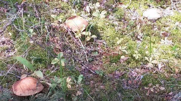 Первые грибы 2018, 18 августа 008.jpg