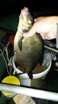 На лещах 10-12 августа 2018 002.jpg