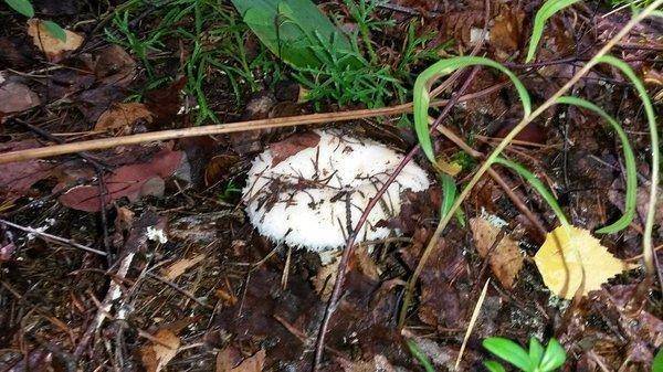 утрянка на грибах 31авугста 2018 007.jpg