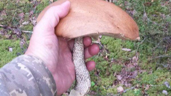 Первые грибы 2018, 18 августа 007.jpg