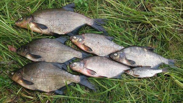 На лещах 10-12 августа 2018 021.jpg