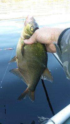 На лещах 10-12 августа 2018 007.jpg