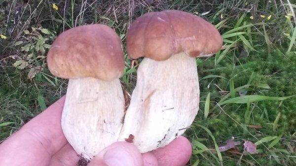 Очередная вечерка на лещах 17 августа 2018 005.jpg