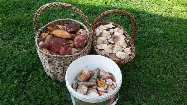 утрянка на грибах 31авугста 2018 011.jpg