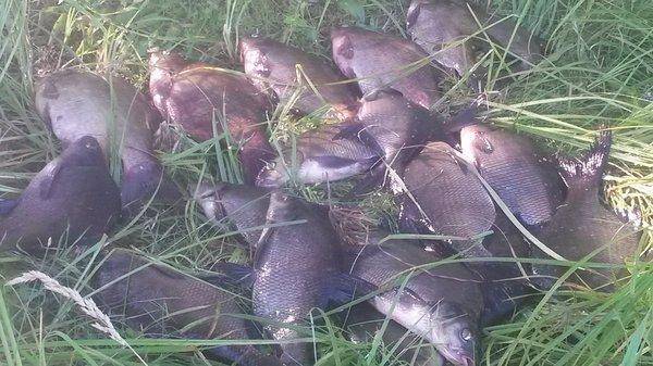 На лещах 10-12 августа 2018 022.jpg