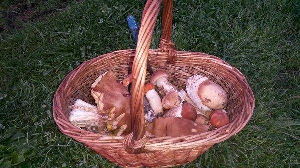 Вечерка на грибах 30августа 2018 007.jpg