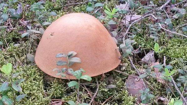 Первые грибы 2018, 18 августа 009.jpg