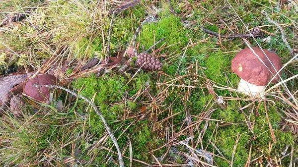 утрянка на грибах 31авугста 2018 002.jpg