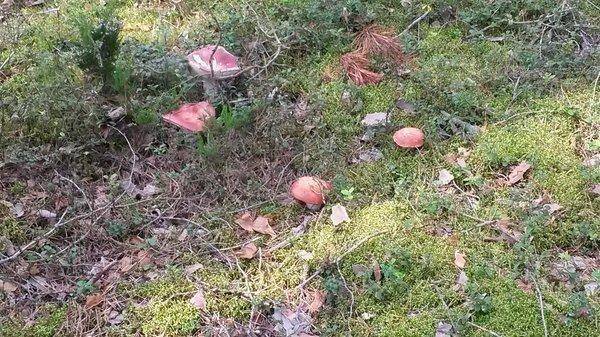 Первые грибы 2018, 18 августа 010.jpg