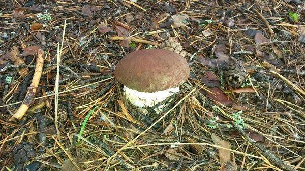 утрянка на грибах 31авугста 2018 004.jpg