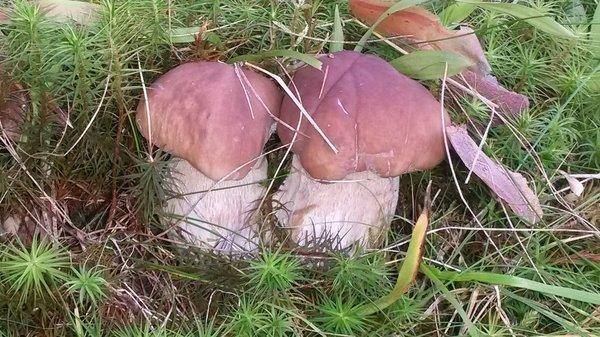 Очередная вечерка на лещах 17 августа 2018 004.jpg