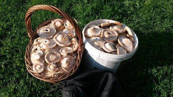 Белые грузди 6сентября 2018 004.jpg