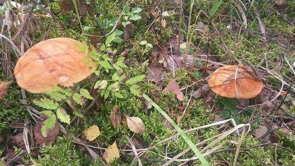 Грибы 2 сентября 2018 013.jpg