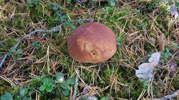 Грибы 29сентября 2018 006.jpg