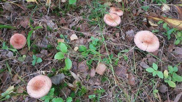 Грибы 2 сентября 2018 005.jpg