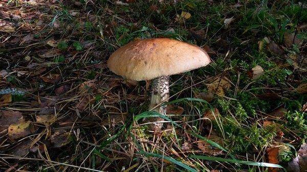 Грибы 29сентября 2018 002.jpg