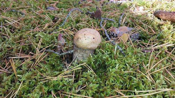 Грибы 29сентября 2018 009.jpg