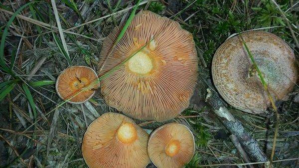 За соленцами 4сеньября 2018 010.jpg